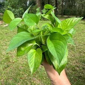 Jessenia Pothos Healthy Starter Plant Great Price!